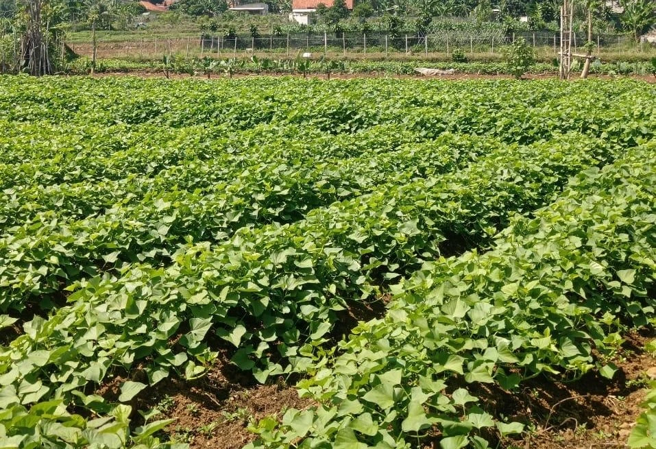Agropreneur